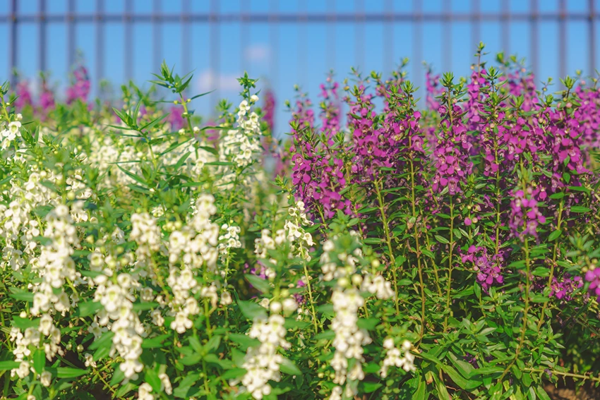 Horticultural Varieties and Breeding