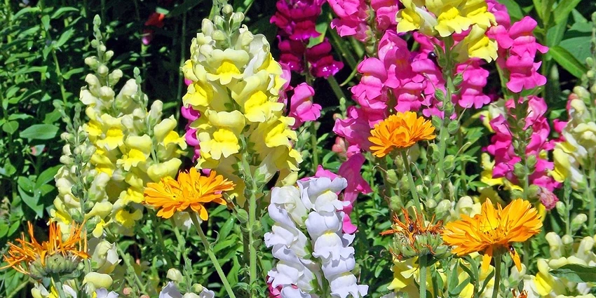 Antirrhinum majus: The Enchanting World of Snapdragons