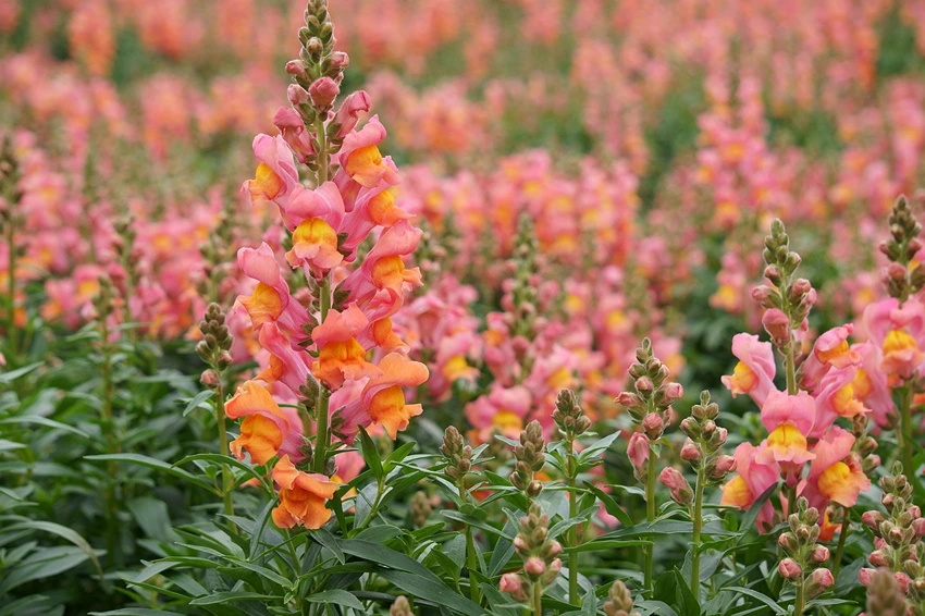 Conservation Aspects of Snapdragon