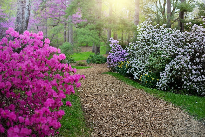 Rhododendron in Landscaping
