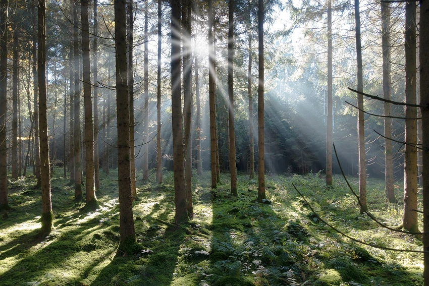 Uses and Benefits of Spruce Trees