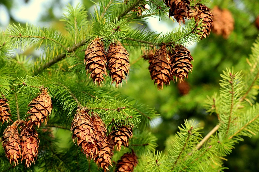 Challenges and Threats to Spruce Trees