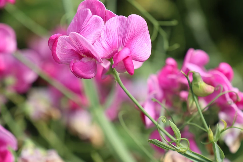 Lathyrus odoratus in Landscape Design