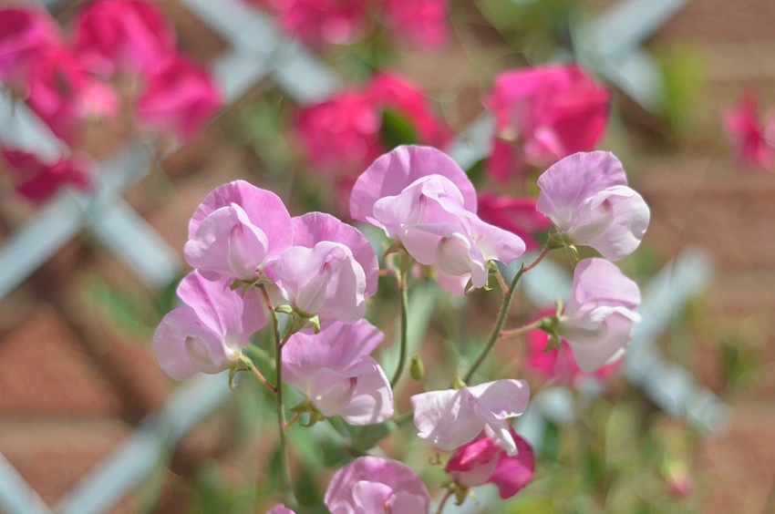 Lathyrus odoratus (Sweet Pea): A Fragrant Addition to Your Garden