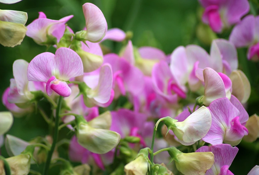 Overview of Lathyrus odoratus (Sweet Pea)
