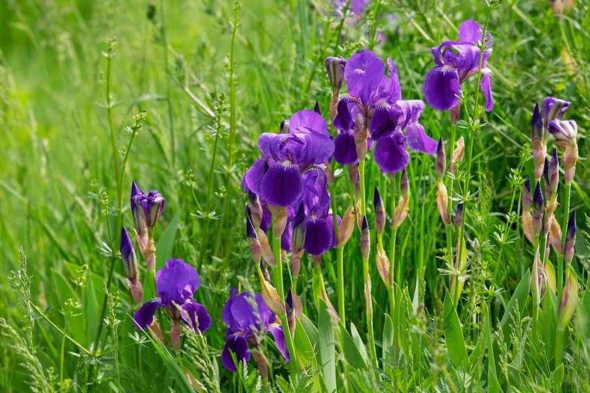 Overview of Iris spp. in the Iridaceae Family
