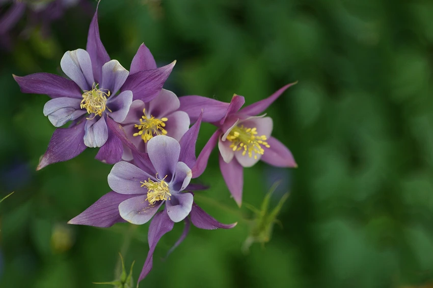 Introduction to Aquilegia spp. (Columbine)