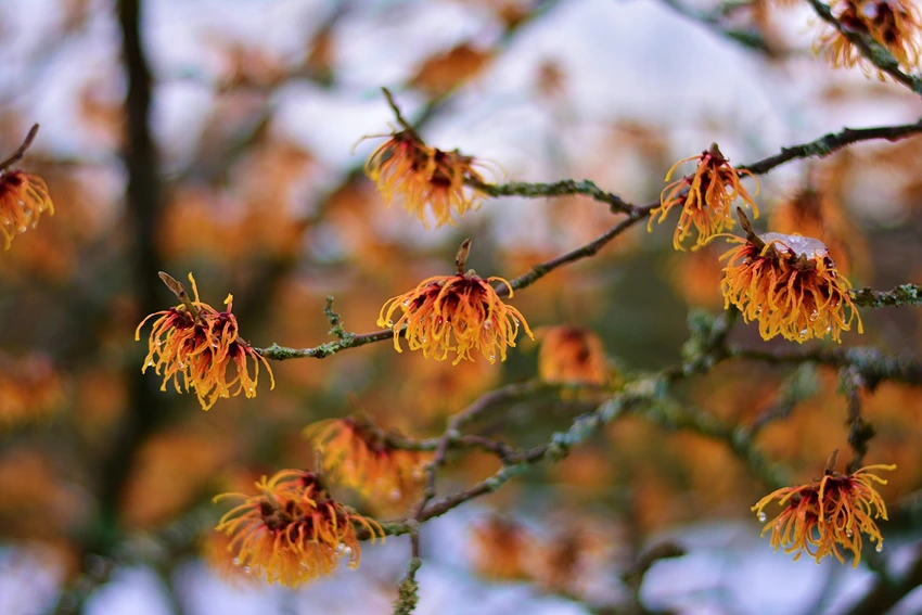 Understanding Witch Hazel: An Overview