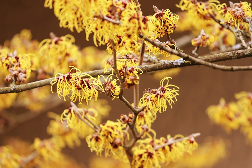 Growing Witch Hazel: A Gardener's Guide