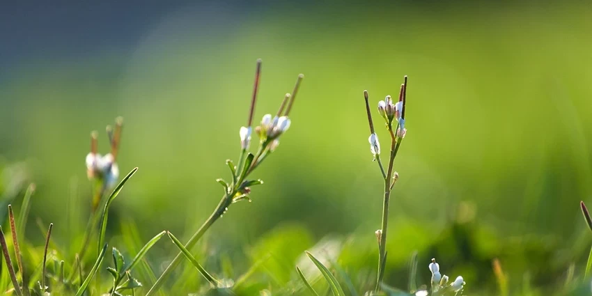 Annual vs Perennial Weed Control: A Comprehensive Guide for the UK Gardener