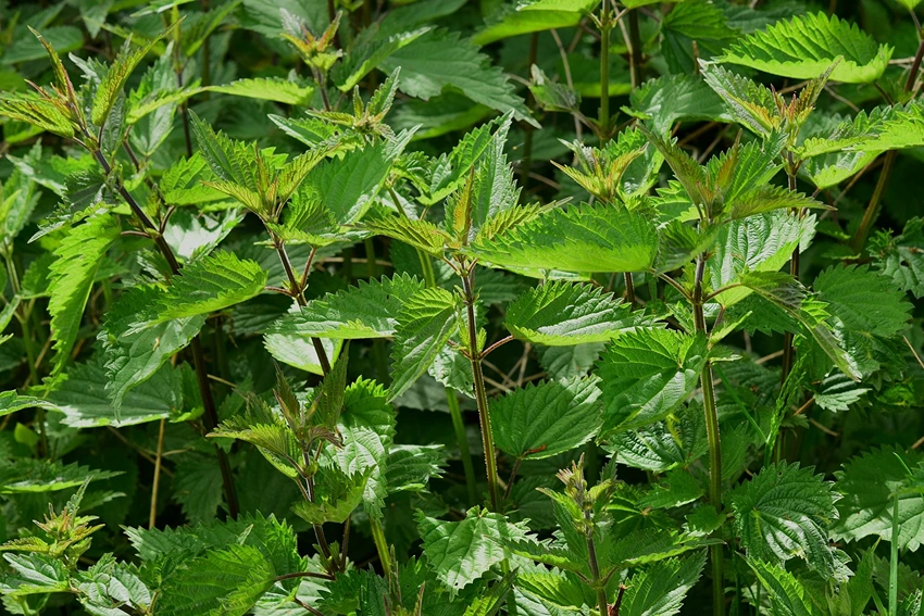 Characteristics of Annual Weeds