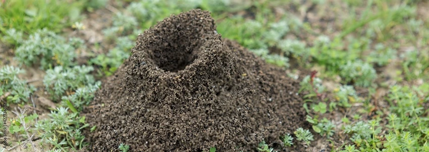 Identifying Ant Nests in Your Lawn