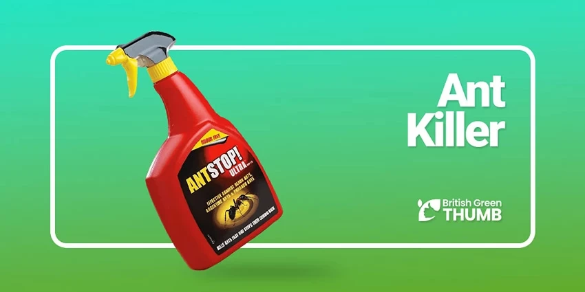 Best Ant Killer