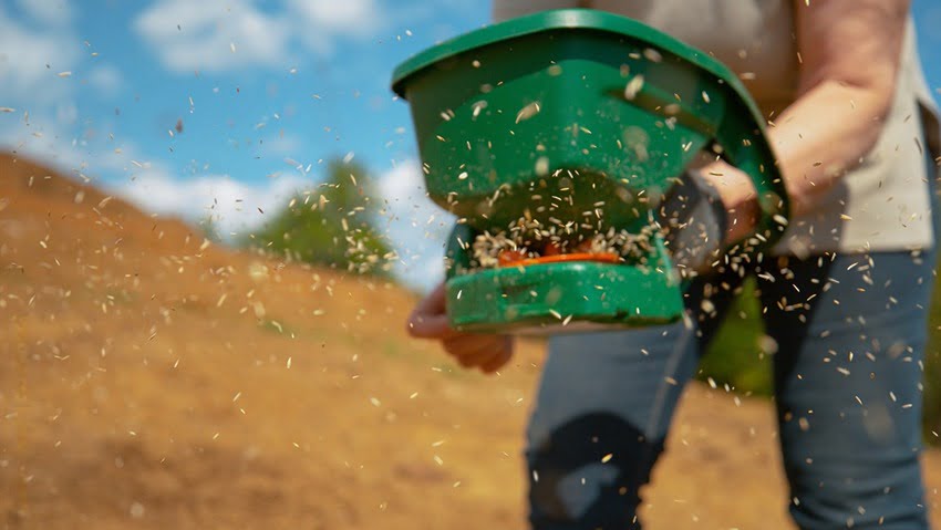 Autumn Seeding: Why It's Often the Best Choice