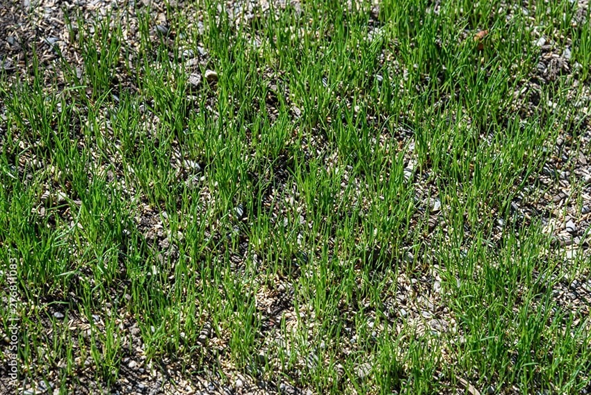 Lawn Maintenance Post-Seeding