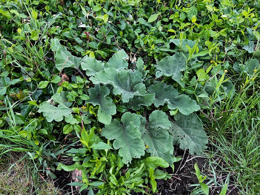 Types of Broadleaf Weeds in the UK