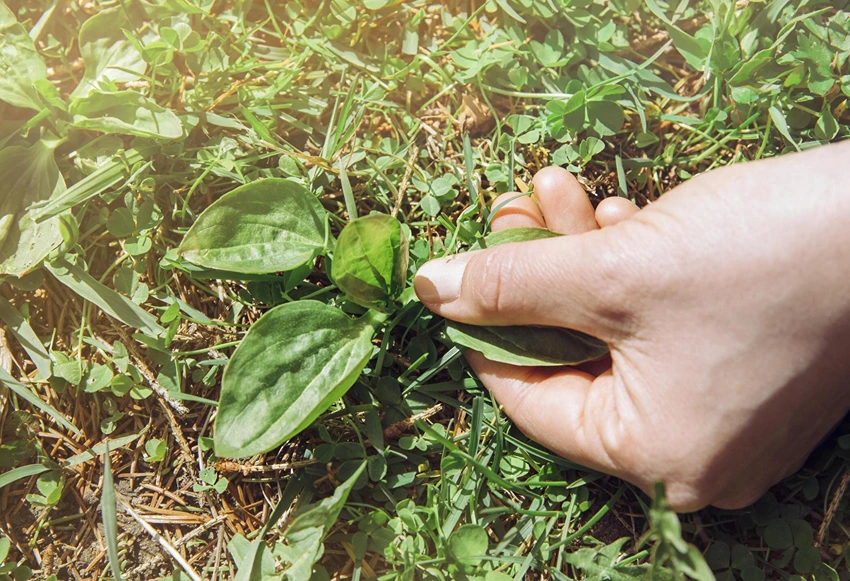 Integrated Weed Management Approaches