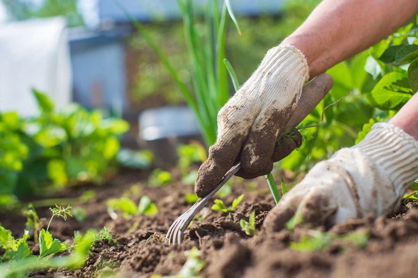 Lawn Care and Maintenance for Weed Prevention
