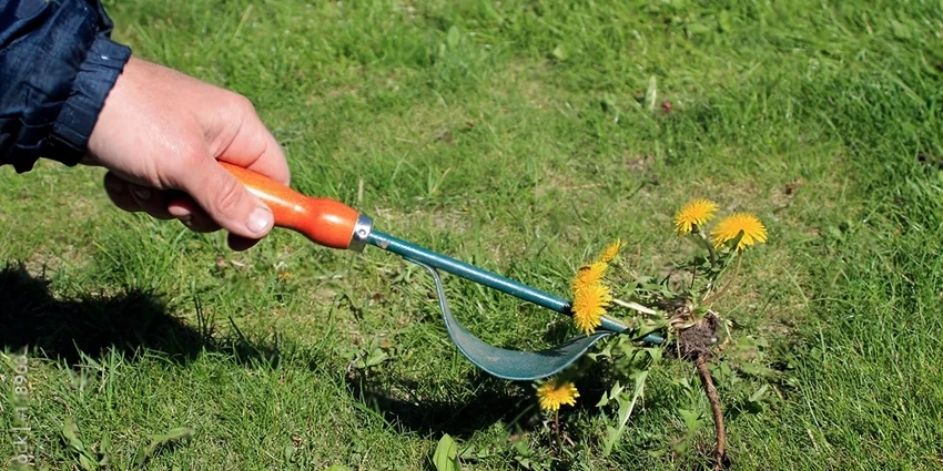 DIY Weed Management: A Guide to Keeping Your Lawn Healthy and Weed-Free
