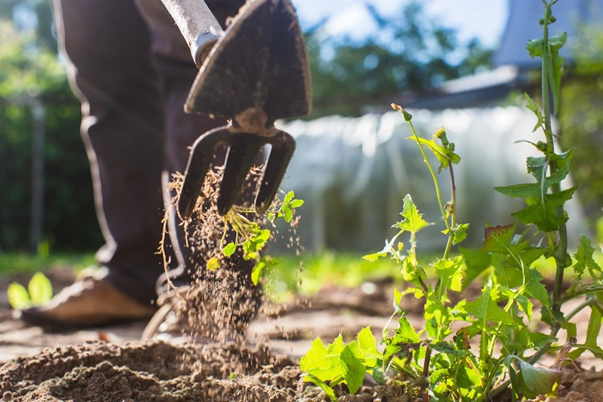 Common Mistakes in DIY Weed Management