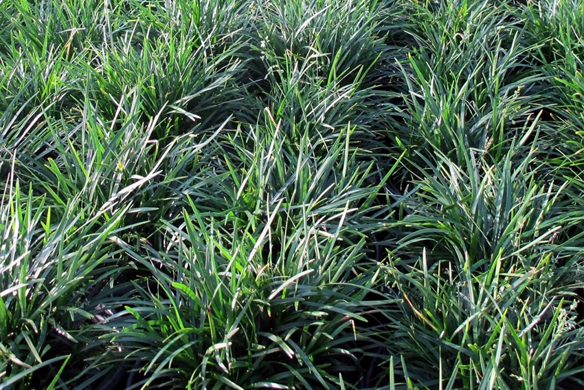Where to Grow Ground Cover Plants