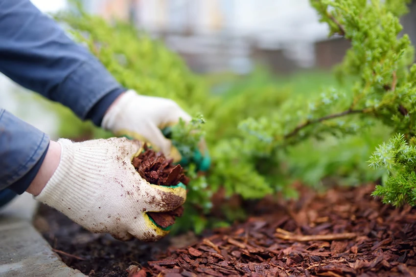 Understanding Weeds and Their Impact