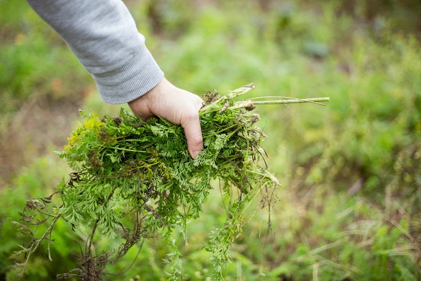 Understanding Weeds and Their Growth Patterns