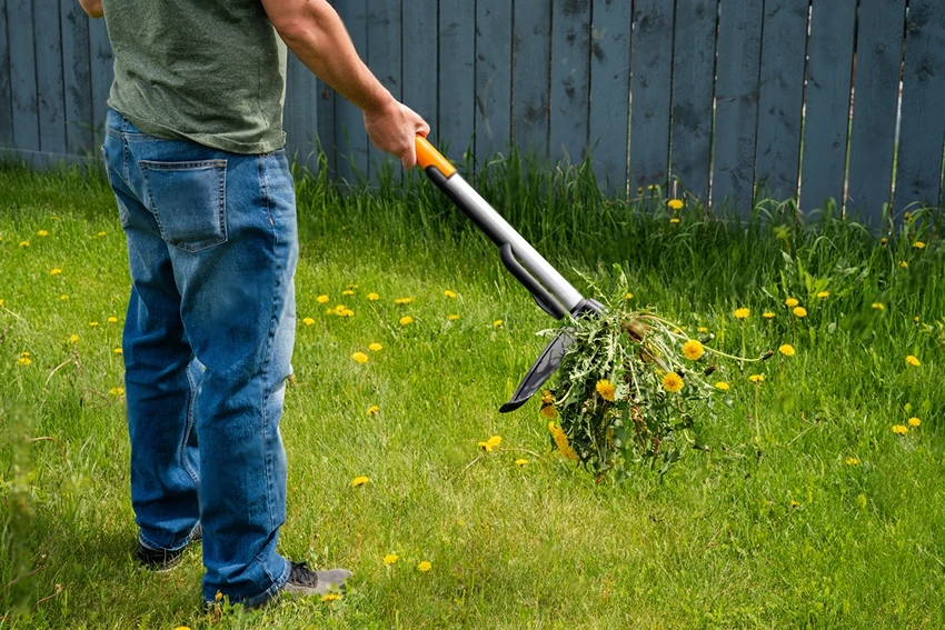 Identifying Common Lawn Weeds in the UK
