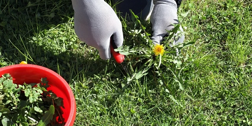 How to Remove Weeds from Lawn