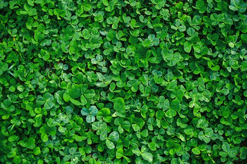 Identifying Clover in Your Lawn