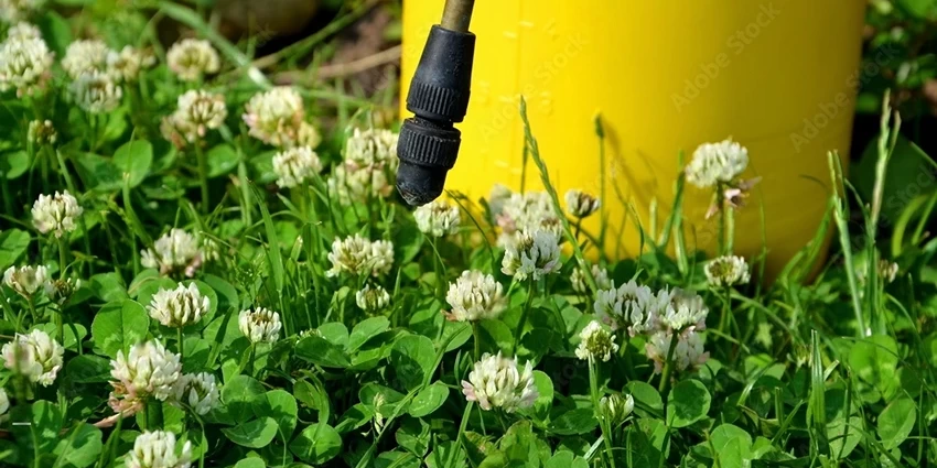 How to get Rid of Clover in Lawn