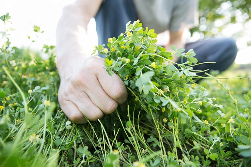 Challenges in Implementing Integrated Weed Management