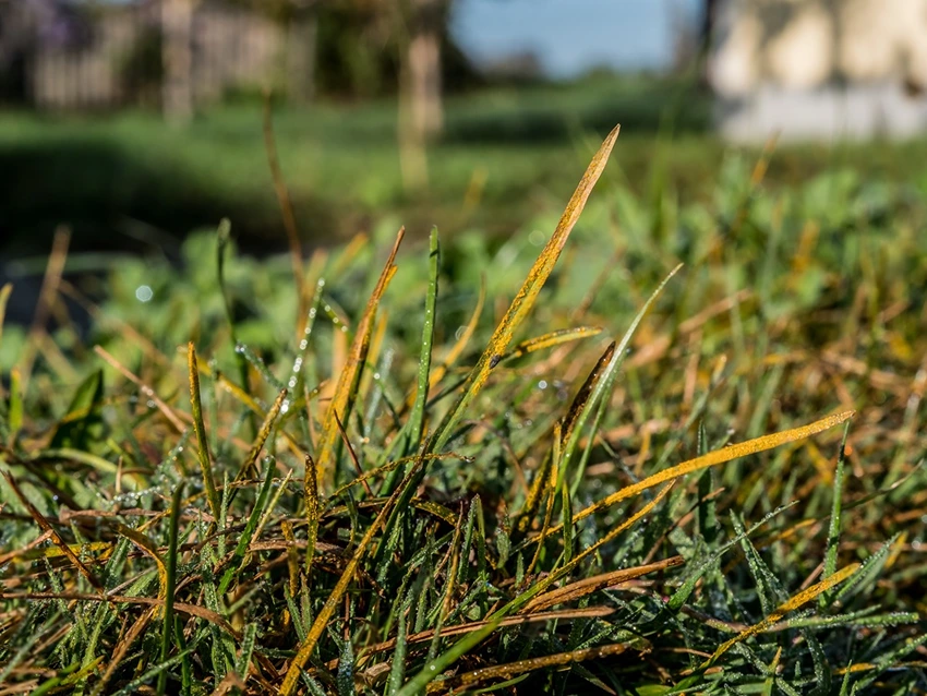 Understanding Lawn Rust