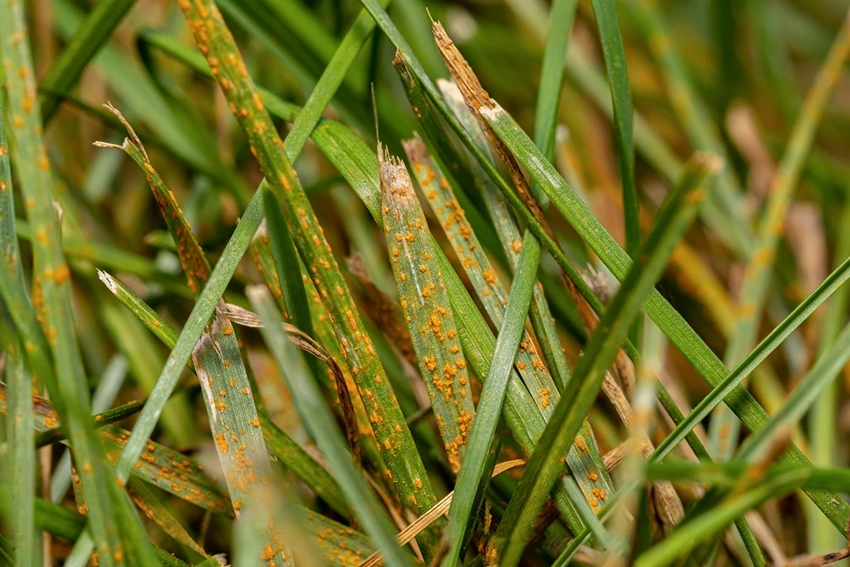 The Science Behind Lawn Rust