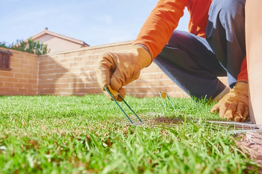Cultural Practices for Managing Lawn Rust