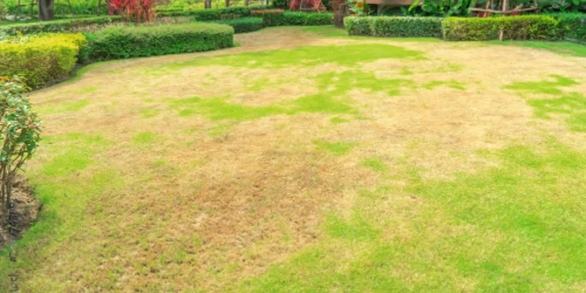 Lawn Rust