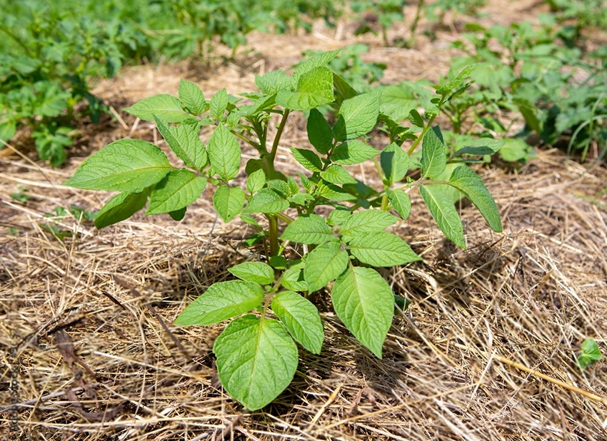 Benefits of Mulching in Weed Suppression