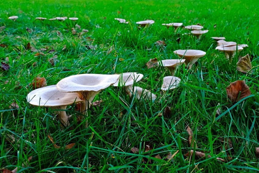 Benefits of Mushrooms in Your Lawn