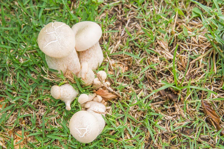 Introduction to Lawn Mushrooms