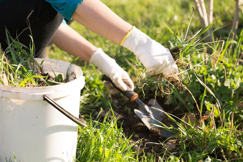 Eco-Friendly Weed Control Techniques