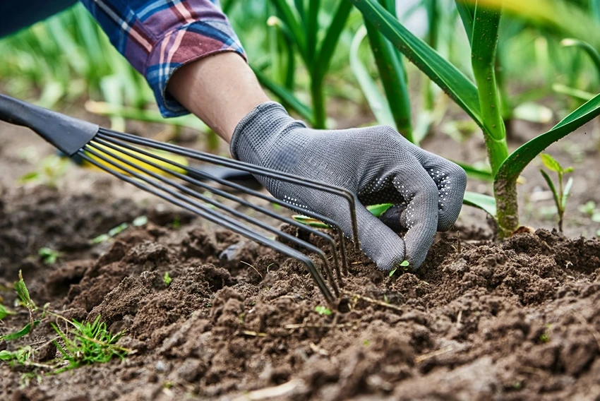 Introduction to Natural Weed Control