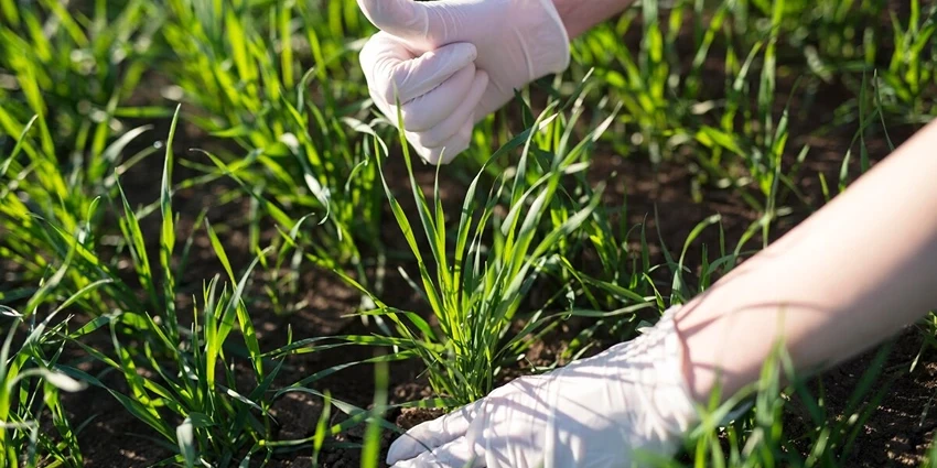 Pre-Emergent Herbicides: A Guide for UK Gardeners