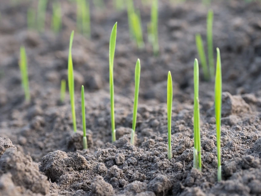 How Pre-Emergent Herbicides Work