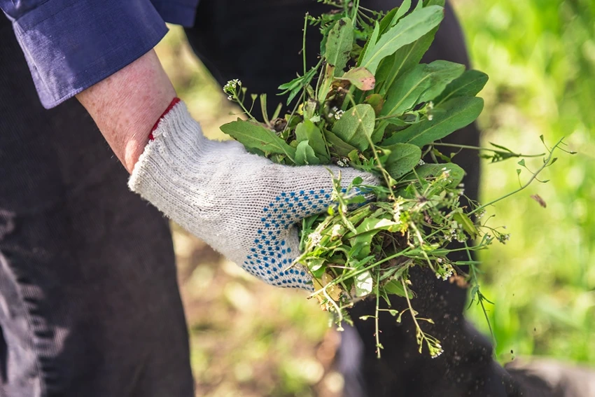 Identifying Common Garden Weeds in the UK