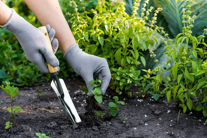 Cultural Practices for Weed Prevention