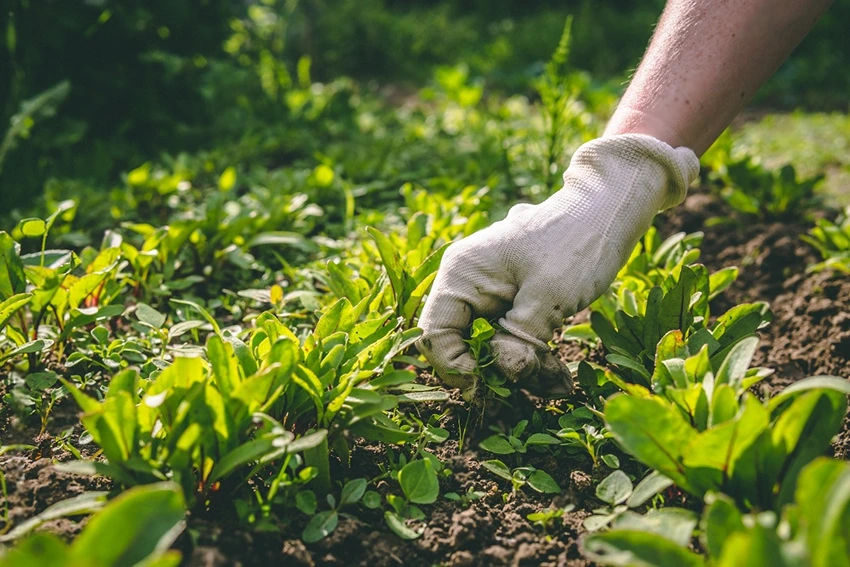 The Science of Weed Growth