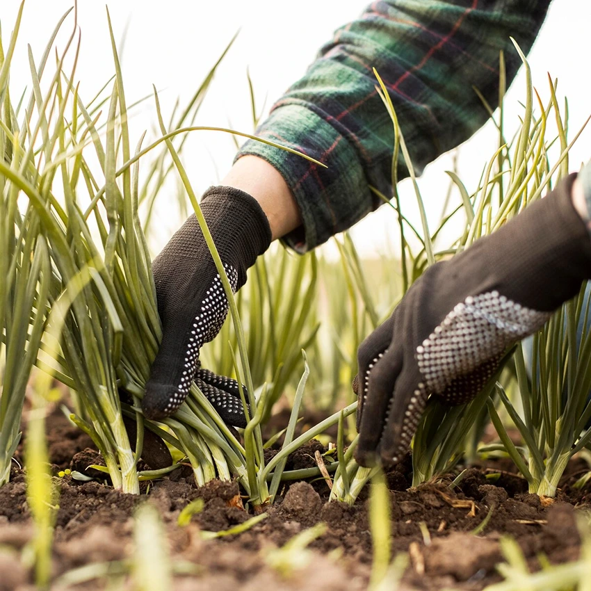 The Reseeding Process