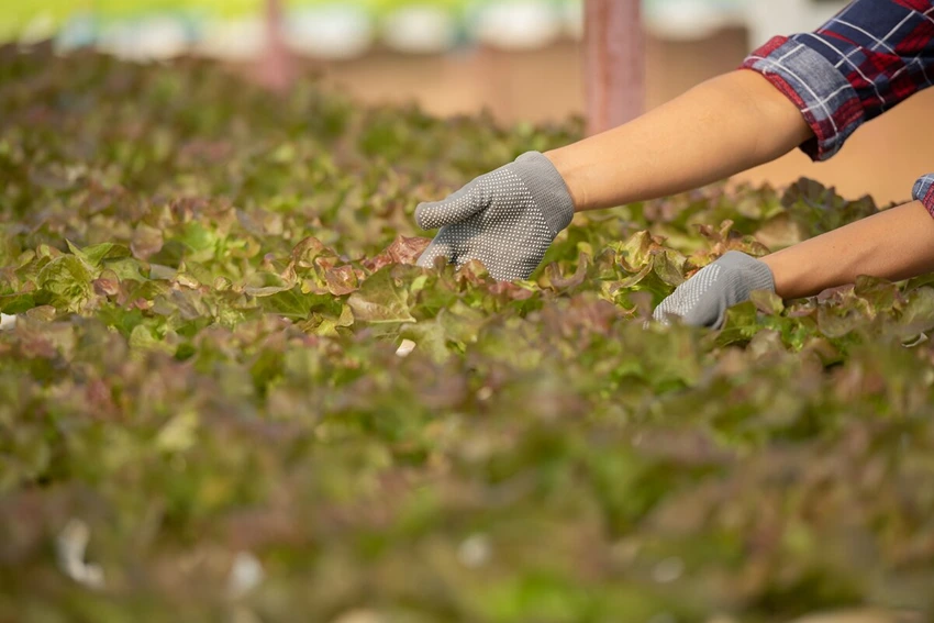 Dealing with Diseases and Pests
