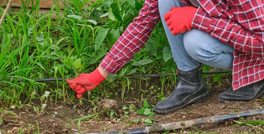 Autumn Lawn Preparation for Weed Control