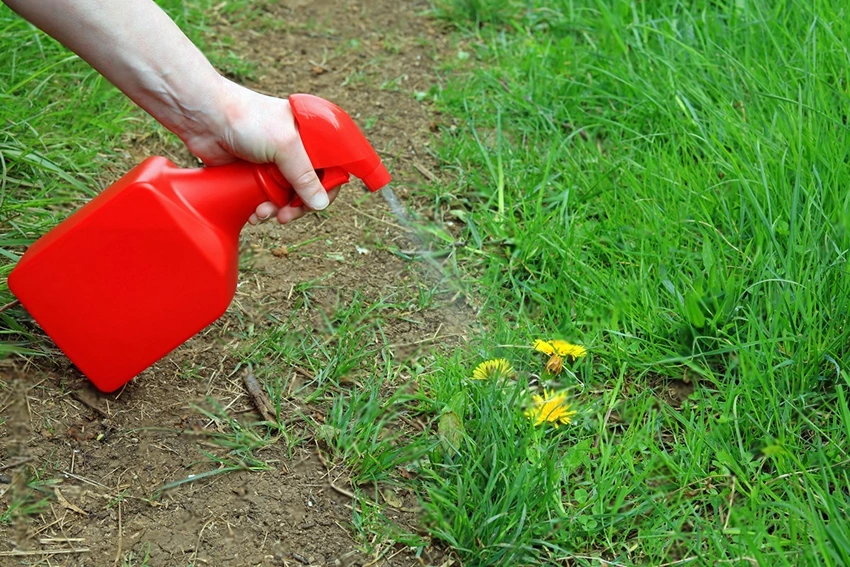 Spring Lawn Care and Weed Prevention